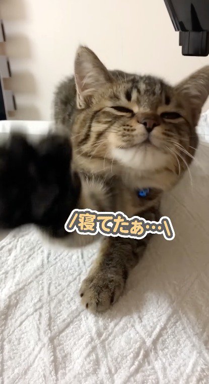 飼い主の方に前足を伸ばす子猫