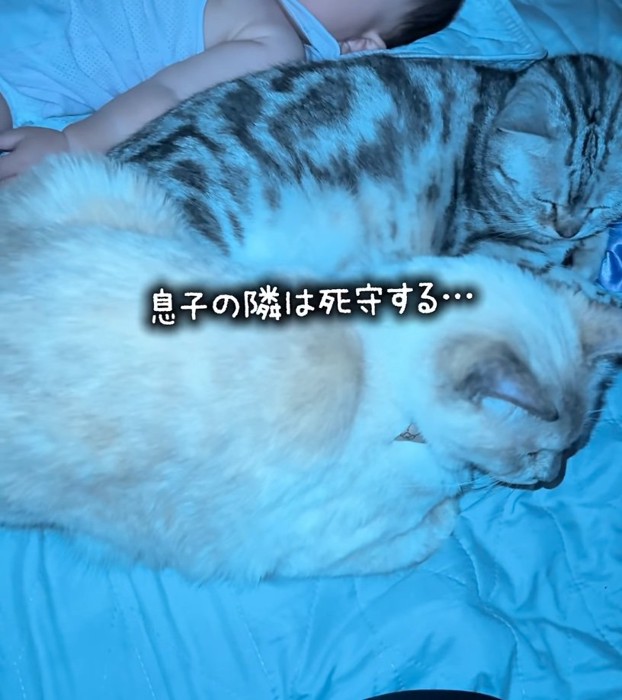 赤ちゃんと2匹の猫