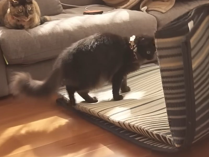 マットに乗る猫