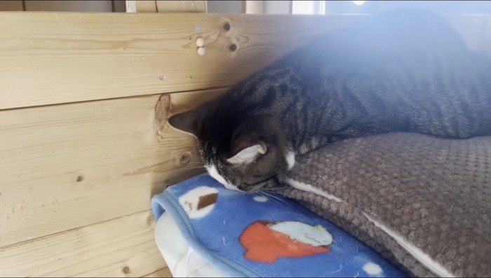 首の力が抜けて布団に顔が近づくキジ白猫