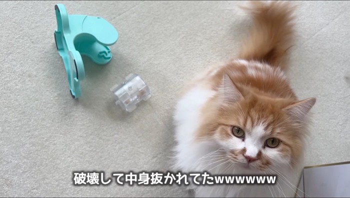 壊れたおもちゃの隣で飼い主を見つめるオレンジ色の猫
