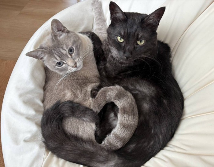 グレーと黒の猫