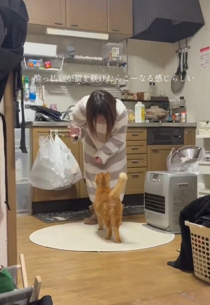 飼い主さんを見る猫