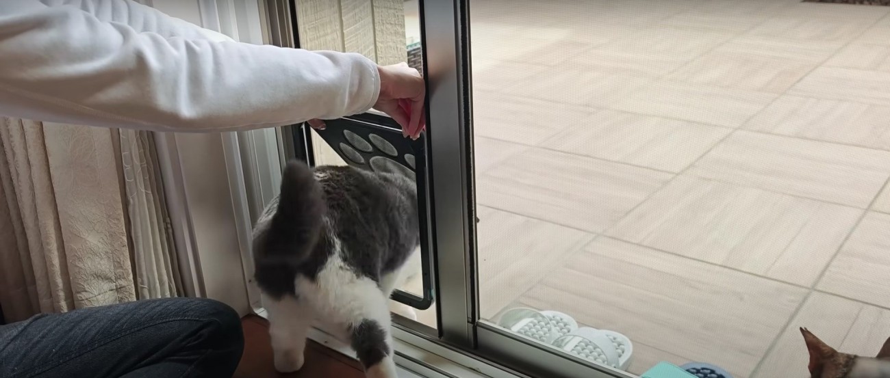 扉をくぐる猫%%今度は上手くできるかな?