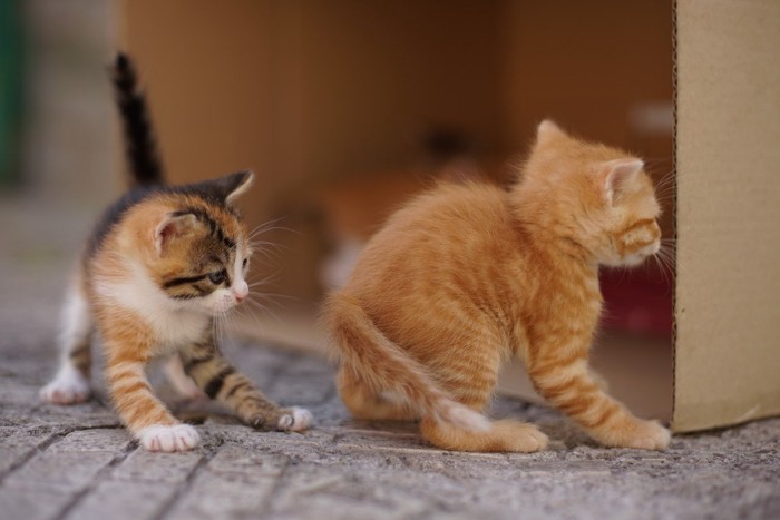 段ボールの影にいる子猫たち