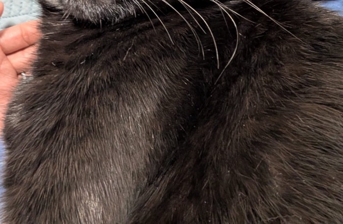 黒い毛並みの猫