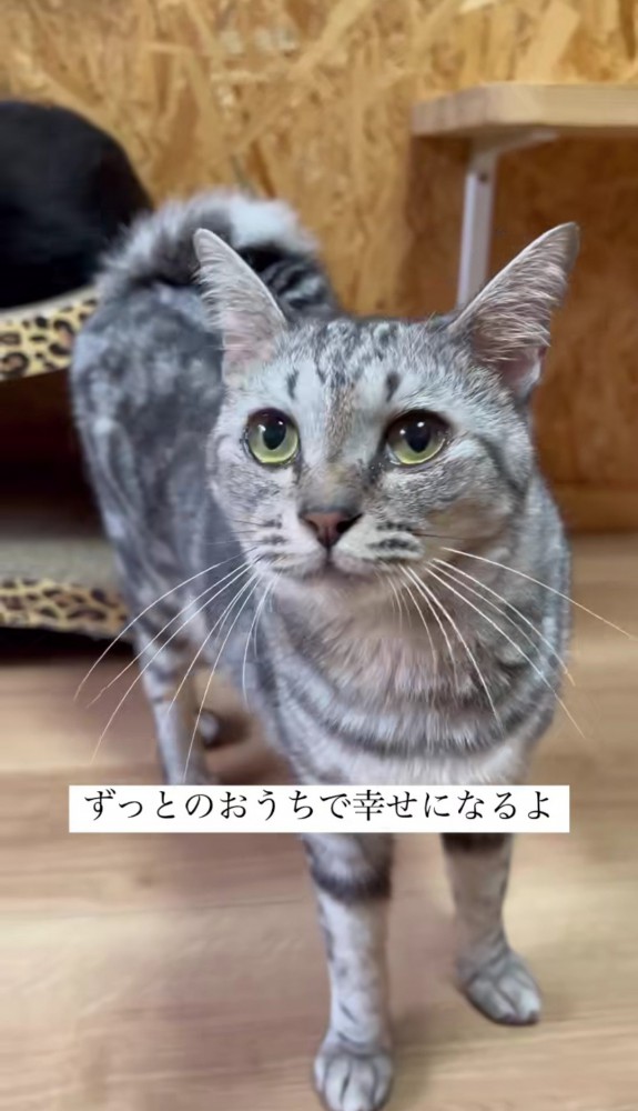 立っているサバトラ猫