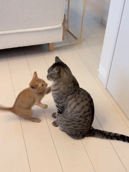 成猫に近づく子猫