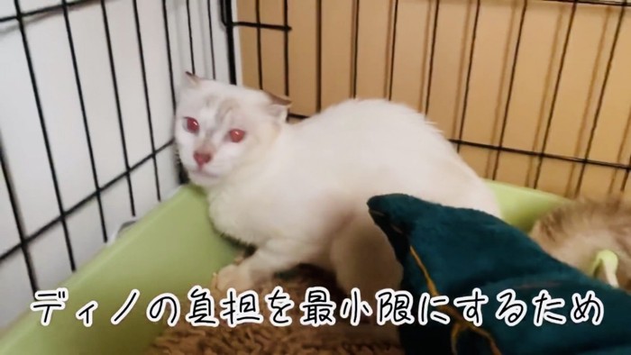 ケージの中でママを警戒する猫