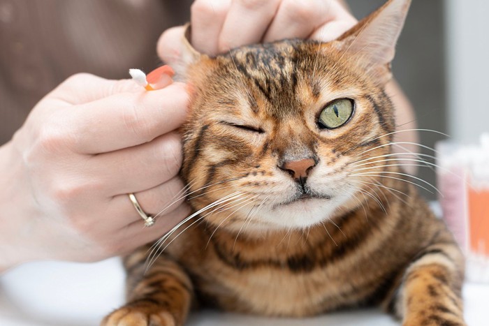 猫の耳をチェックする人
