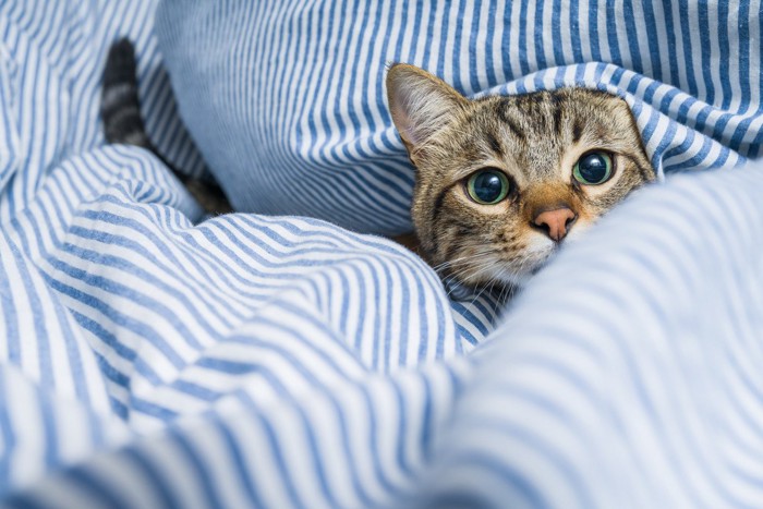 布団にくるまれた猫