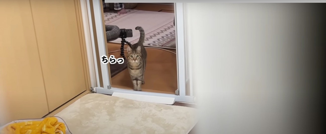 カーテンを見ている猫