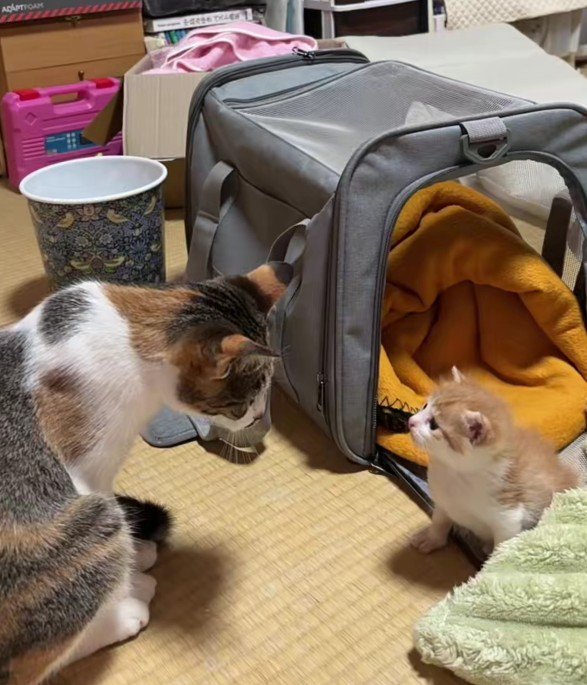 見つめ合う2匹の猫