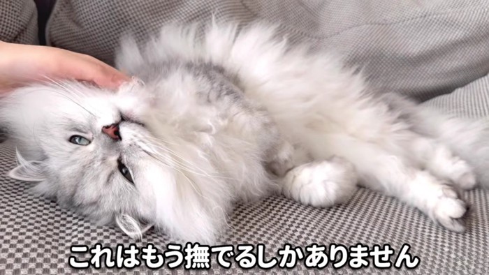 飼い主さんに撫でられるモルンさん