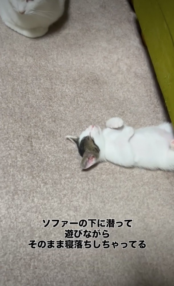 ソファ下で寝落ちした子猫