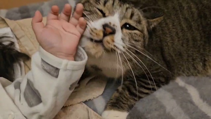 赤ちゃんの手に顔を近づける猫
