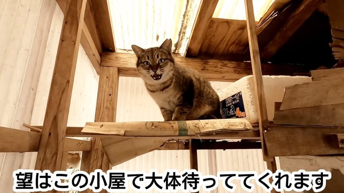 座って鳴く猫