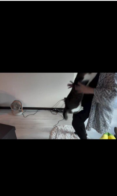 人に抱かれている猫