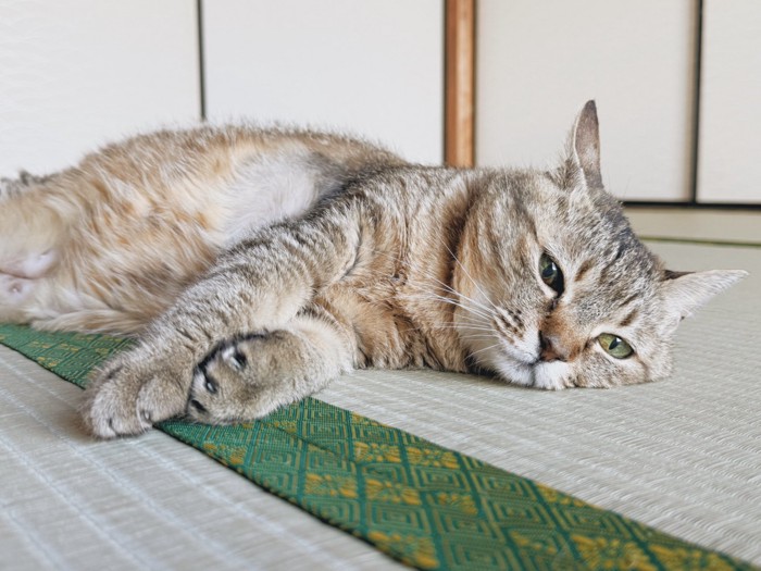気だるそうに畳に寝ころぶ猫