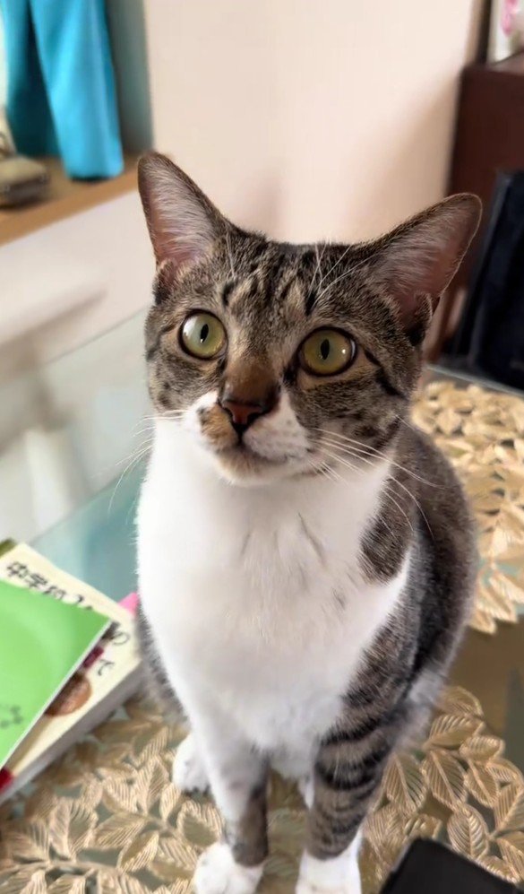 1歳になったメイちゃん