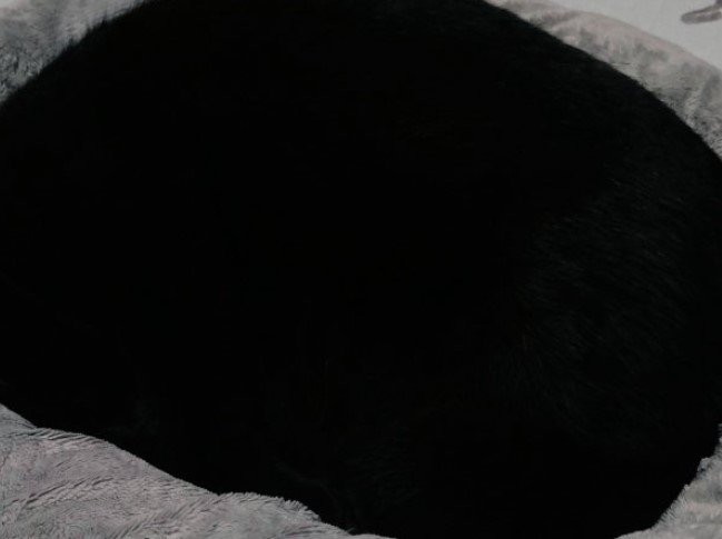 クッションの上で眠る