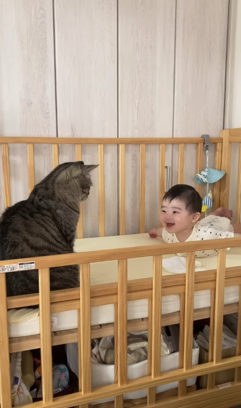 笑顔でうつ伏せになっている赤ちゃんを座って見つめる猫