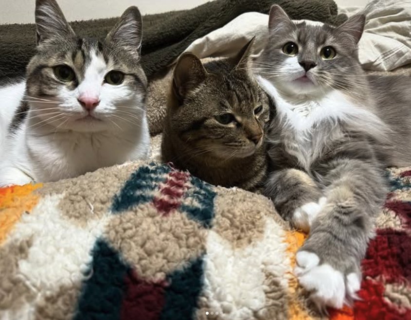 ベッドで寝ている3匹の猫