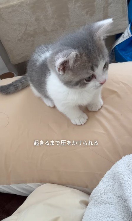 圧をかけるおそばくん