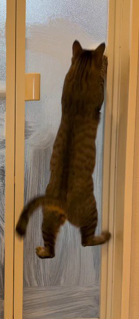 ドアに映った飼い主の手に向かってジャンプする猫