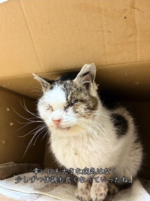 箱の中で目を閉じる猫