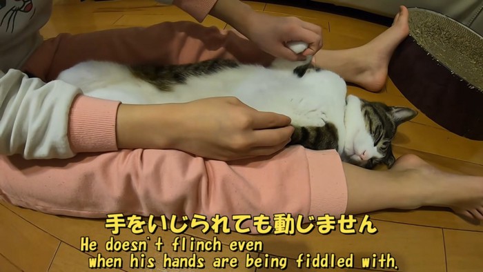 両手を握られている猫