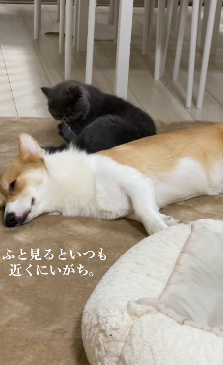 犬のそばでけづくろいする猫