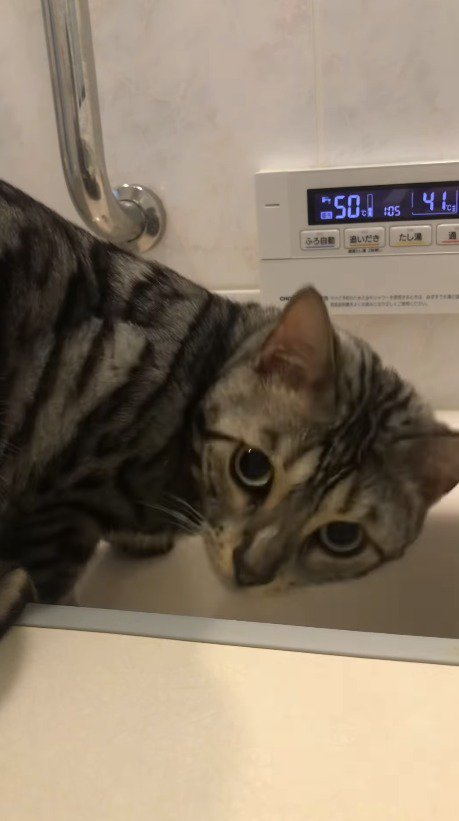 浴槽から顔を離して飼い主を見つめる猫