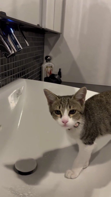 カメラを見つめる子猫