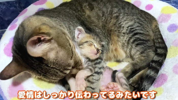 テロップ「愛情はしっかり~」