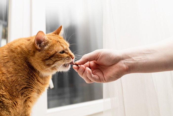 飼い主さんからご褒美のおやつをもらう猫