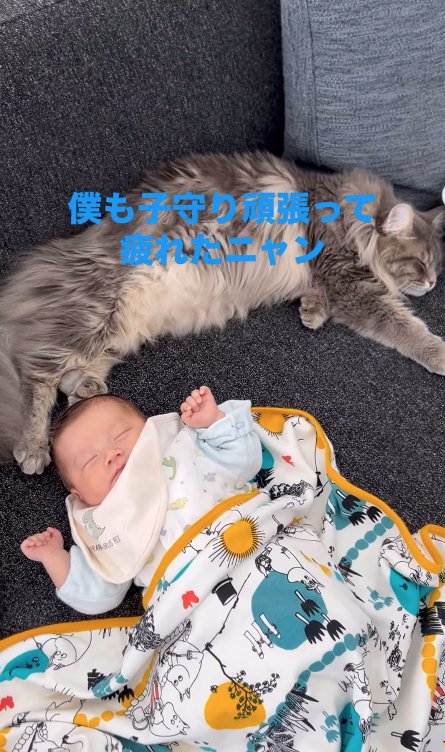 ソファの上で眠る赤ちゃんと猫