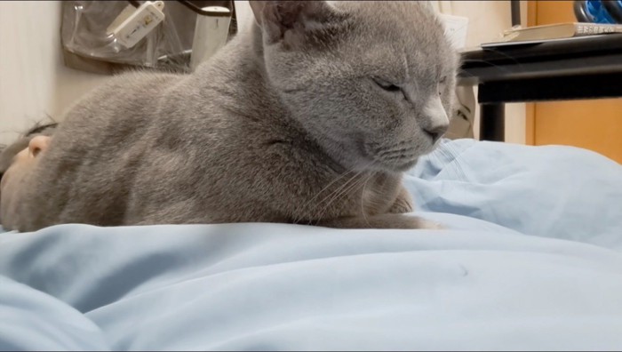 飼い主の顔に乗って目を細める猫