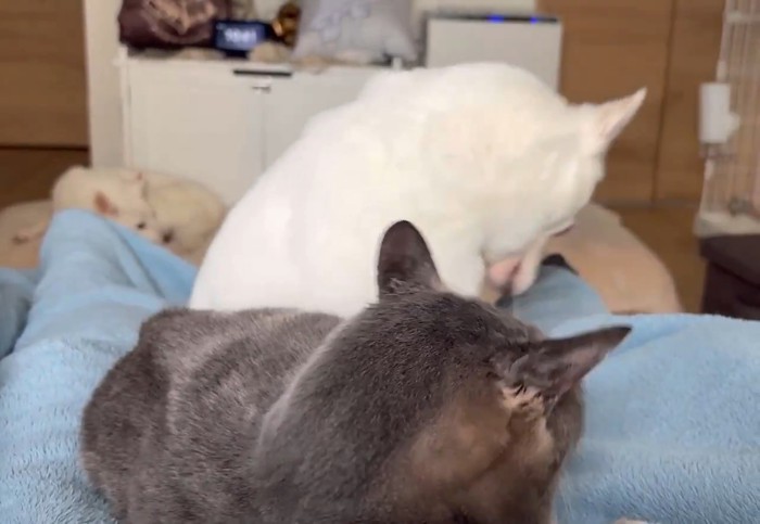 猫さんにおしまいと言われた犬さん