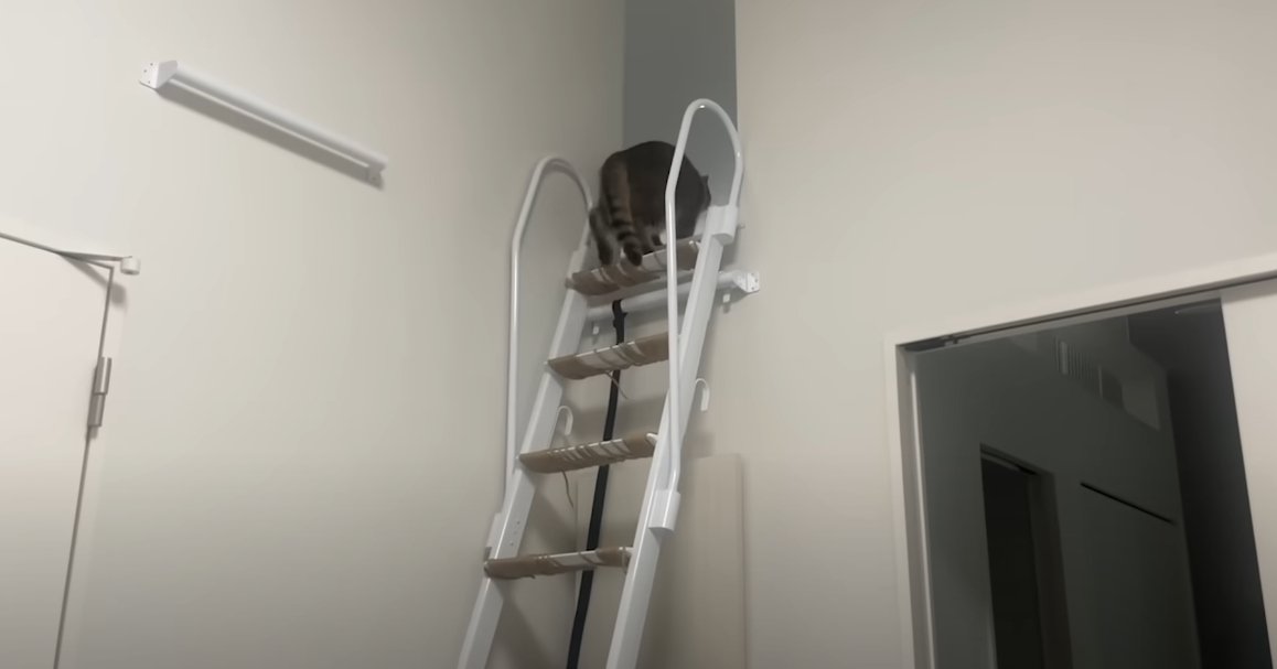 梯子の上に上がる猫