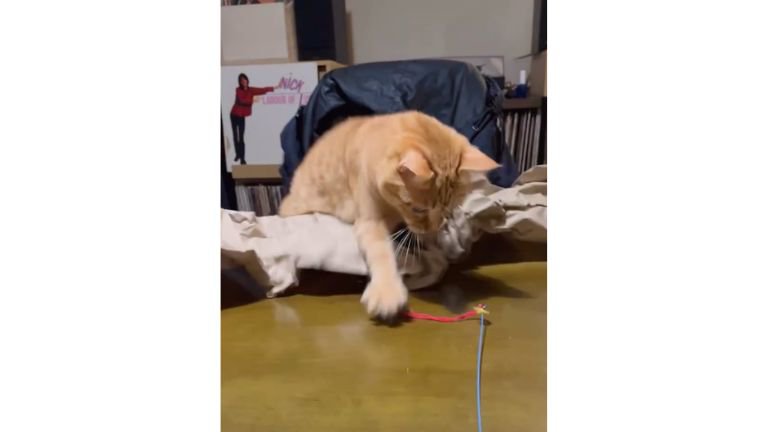 テーブルにいる猫