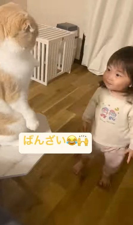 猫を見つめる娘さん