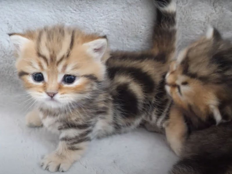 じゃれつく子猫