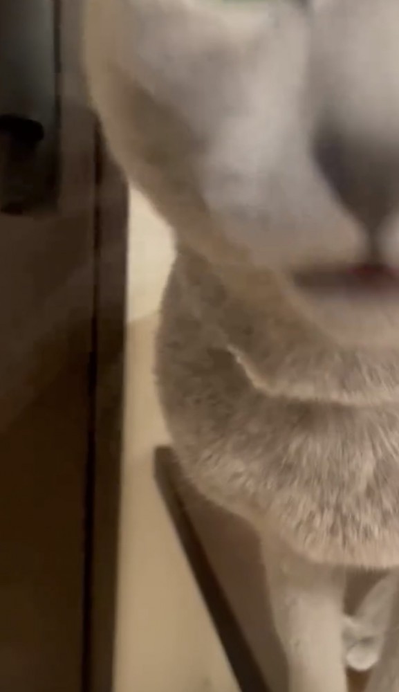 猫の鼻のドアップ写真