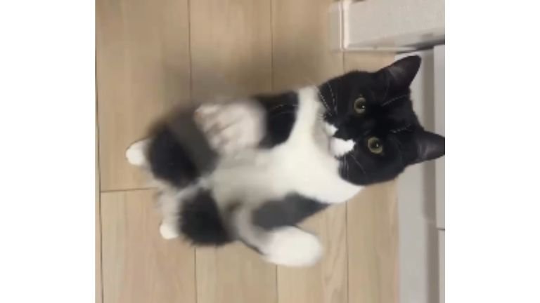 室内にいる猫