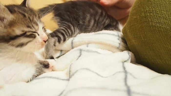目を細めた子猫の横顔