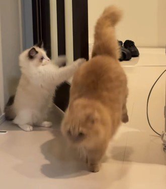 猫パンチをジャンプでかわす
