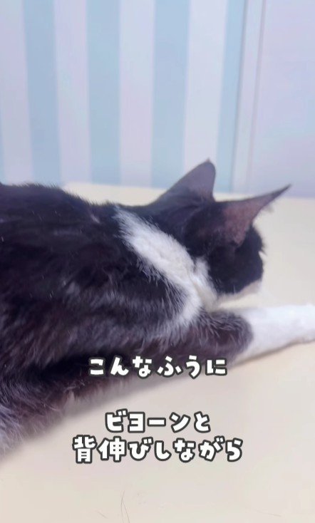 のびをする白黒猫