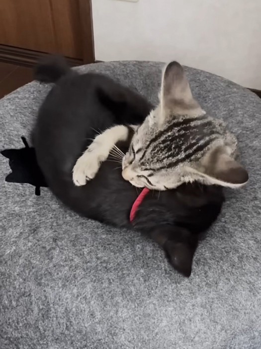 じゃれ合う2匹の猫
