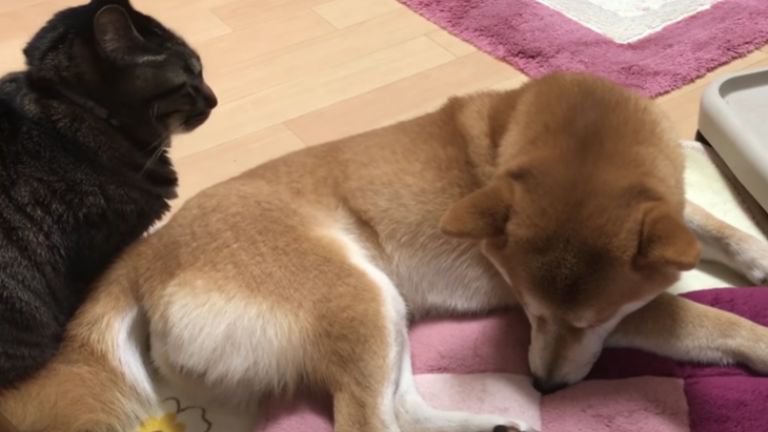 座っている猫と犬